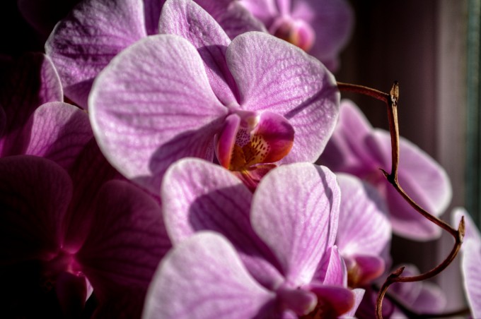 Orchidée