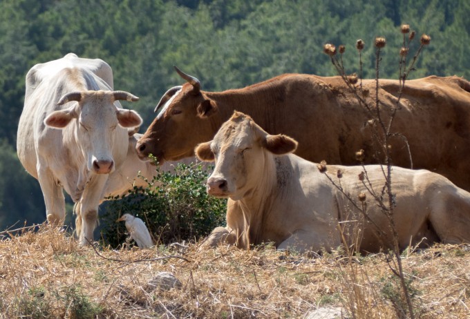 Megiddo Cows
