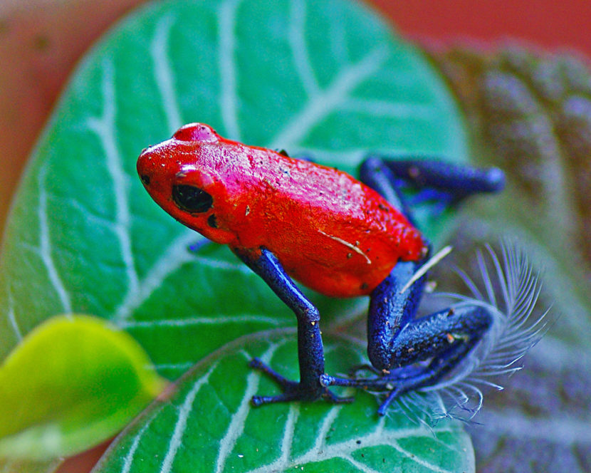 Rivet Refuge. The Frogs Of Costa Rica By Bruce Bradford Jones 