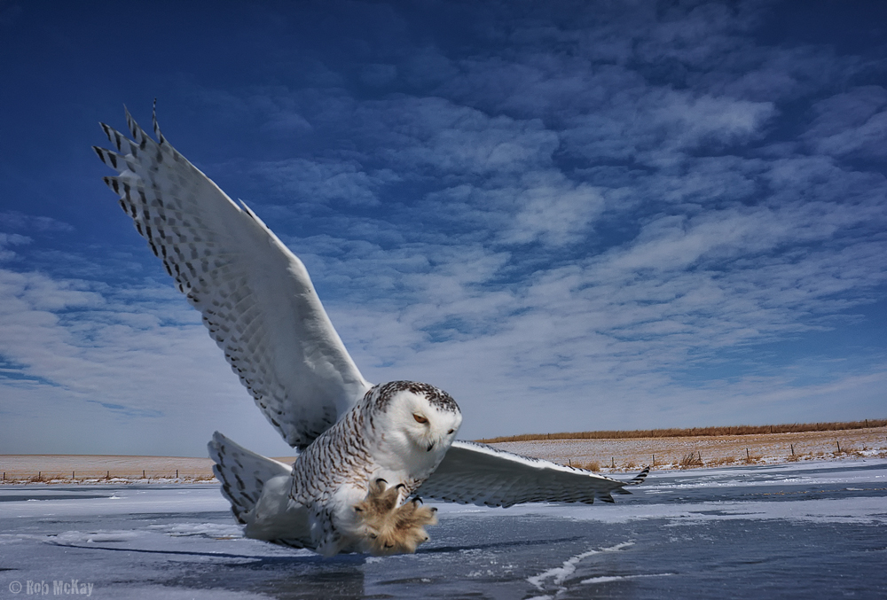 Фото сова полярная в полете